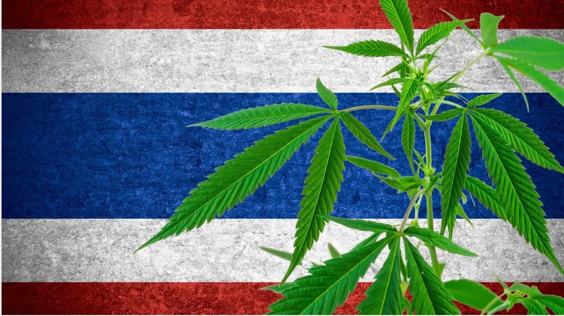 Tailandia y el Cannabis