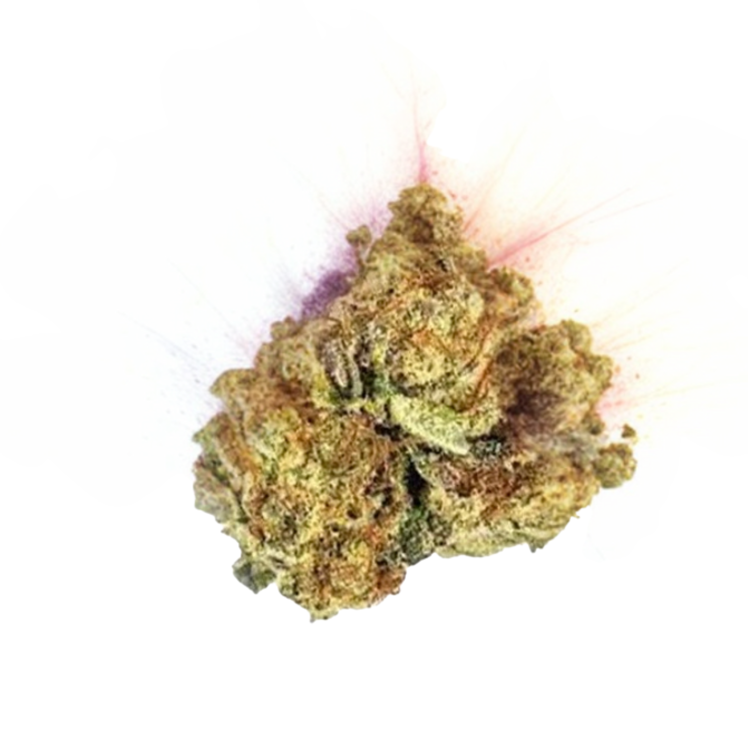 PURPLE QUEEN